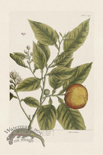 BEE 349 The OrangeTree